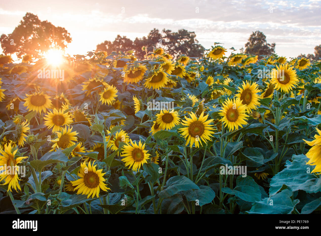 A sunburst is caught over a field of sunflowers outside of Woodland, California during a warm mid-summer evening. Stock Photo