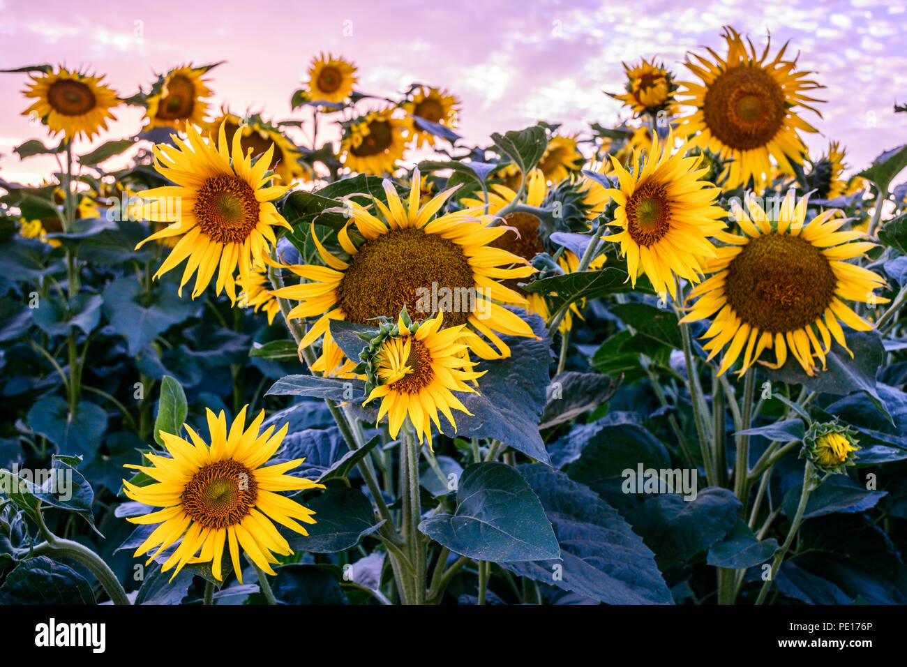 A colorful sunset emerges over sunflowers at various stages in development and blooming outside of Woodland, California. Stock Photo