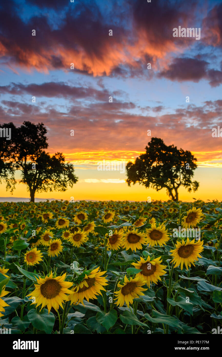 A colorful summer sunset illuminates a field of sunflowers and oak trees just outside of Woodland, California. Stock Photo