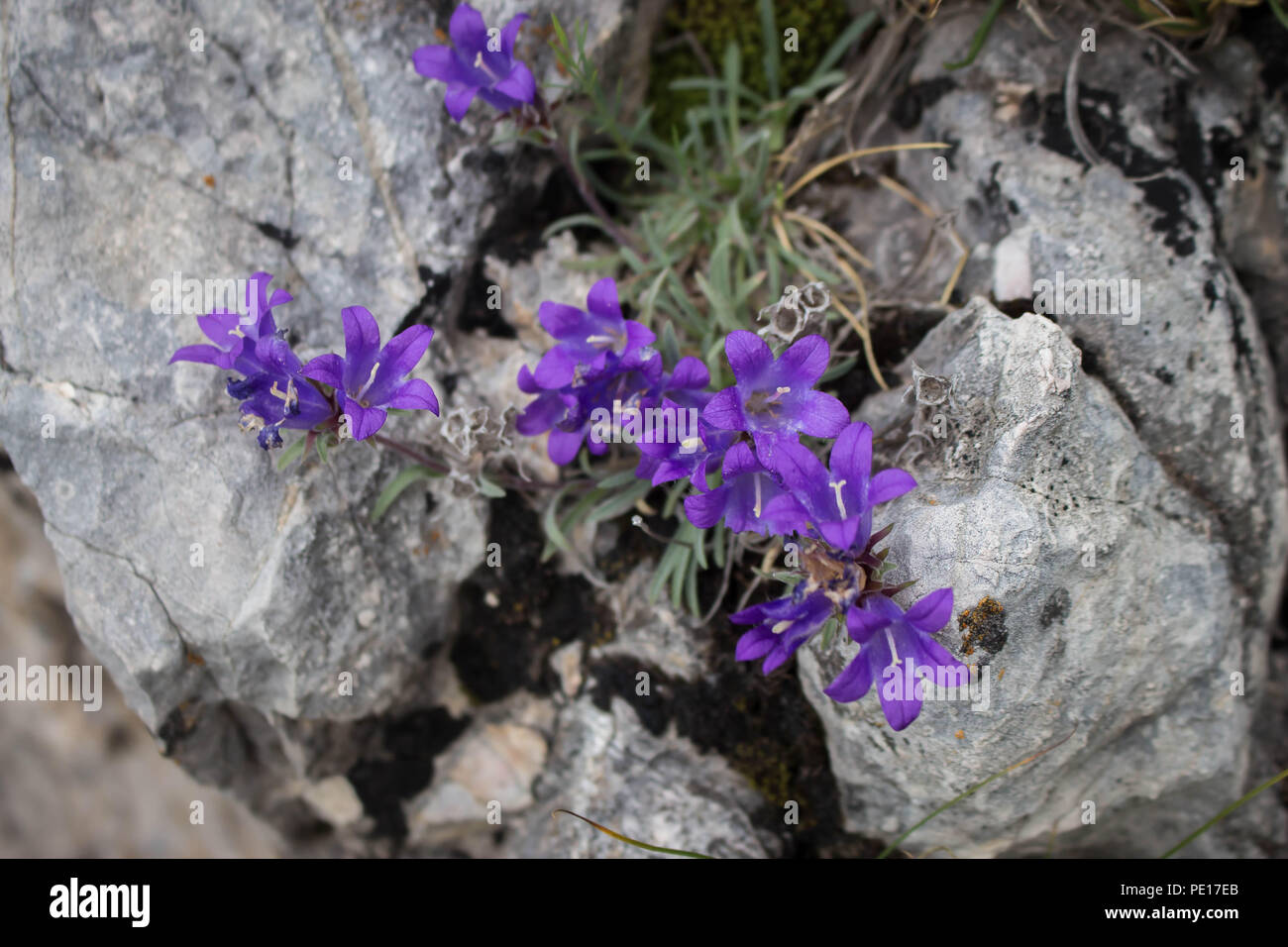 Violet flowers of Edraianthus on the rock at the Piribeg summit of Sharr mountains in Kosovo, Serbia Stock Photo