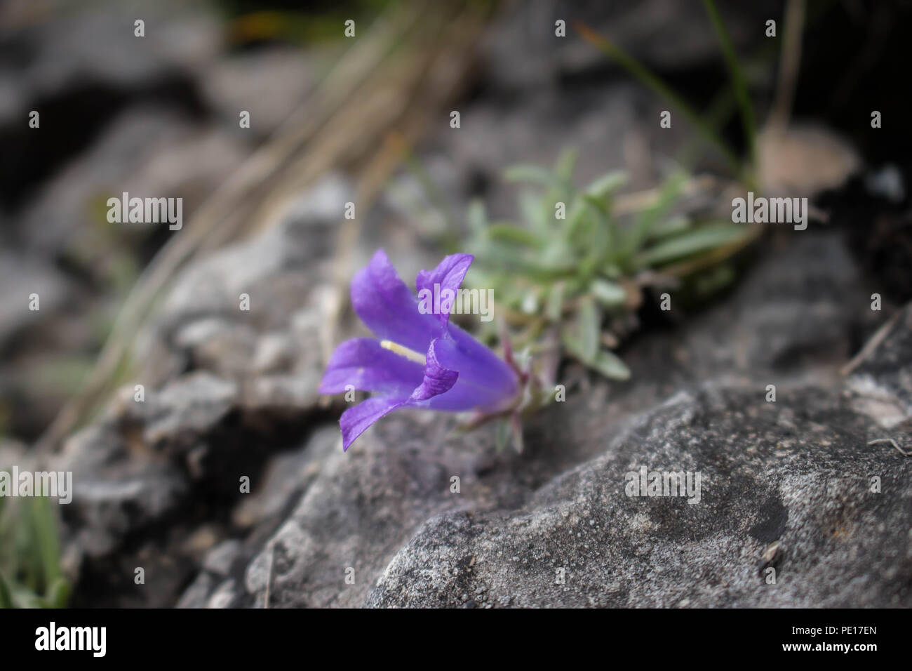 Violet flowers of Edraianthus on the rock at the Piribeg summit of Sharr mountains in Kosovo, Serbia Stock Photo