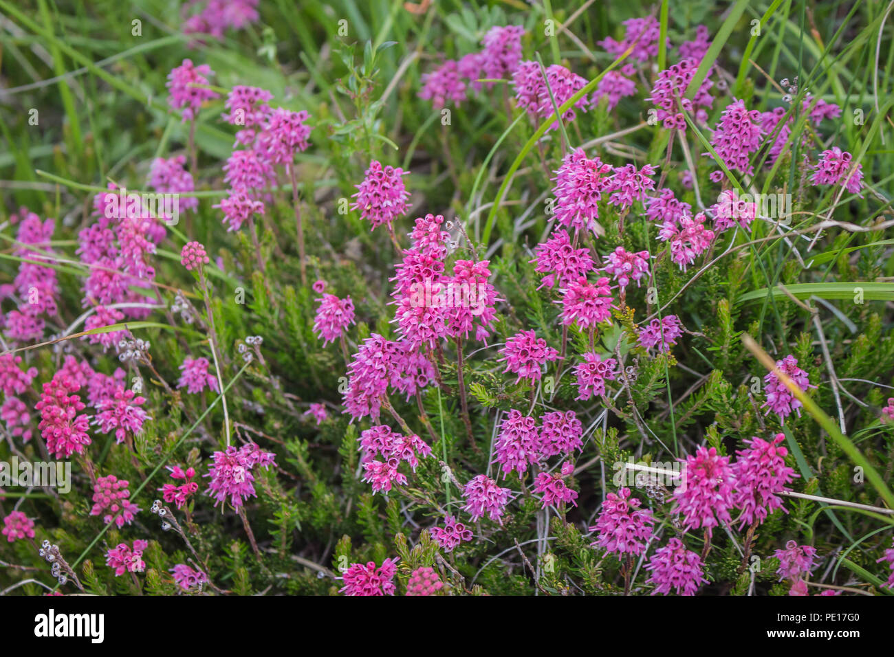 Pink flowers of spike heath / Bruckenthalia spiculifolia Stock Photo