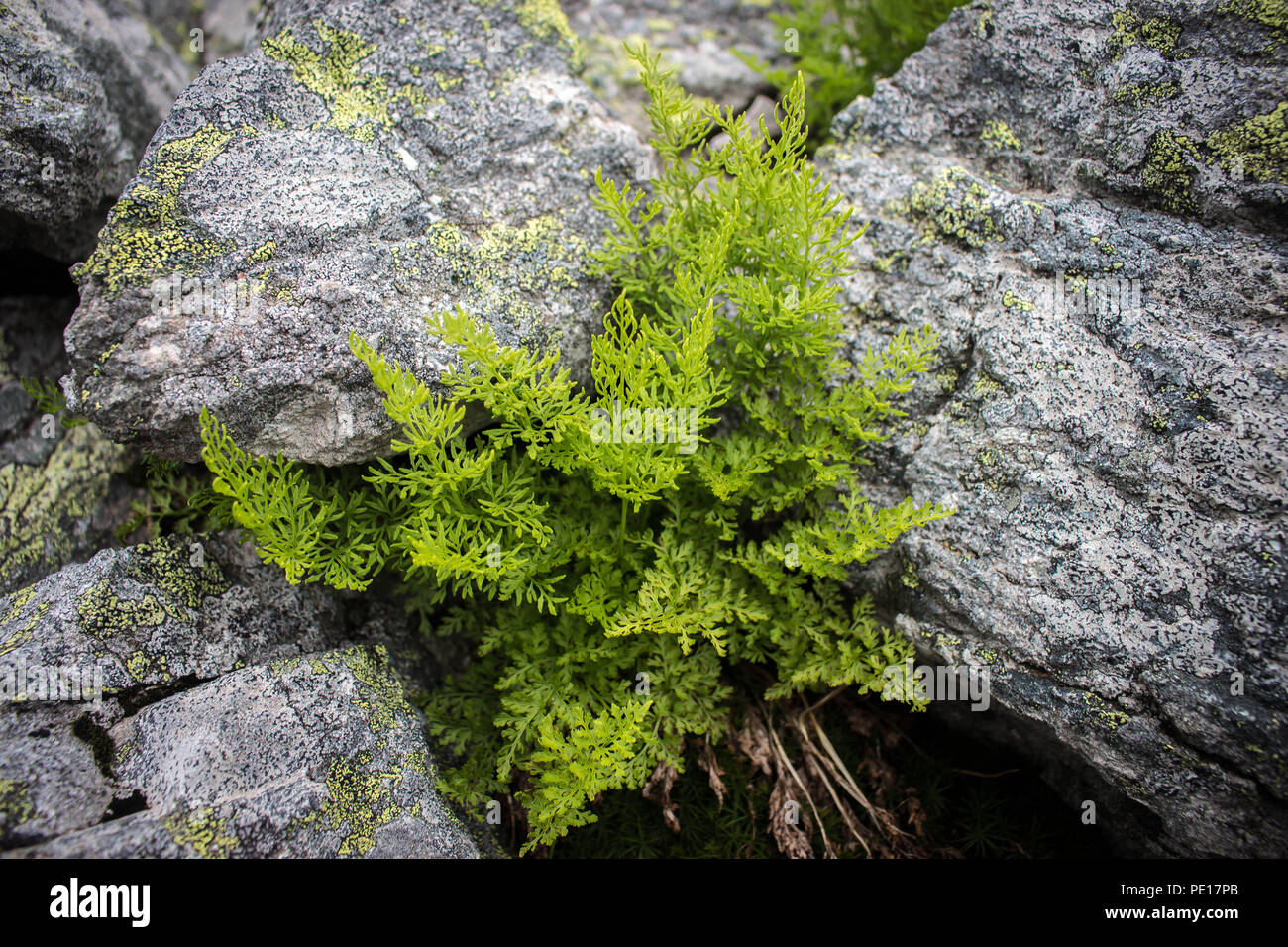 Parsley fern / Cryptogramma crispa between rocks on the Piribeg summit of Sharr mountain Stock Photo