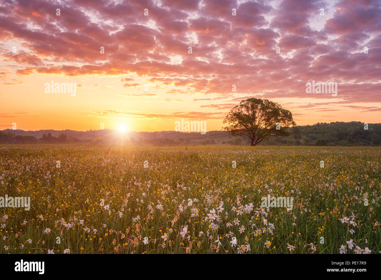 Beautiful sunrise in the flowering valley, scenic landscape with wild growing flowers and color cloudy sky. Daffodil valley, nature reserve near Khust Stock Photo
