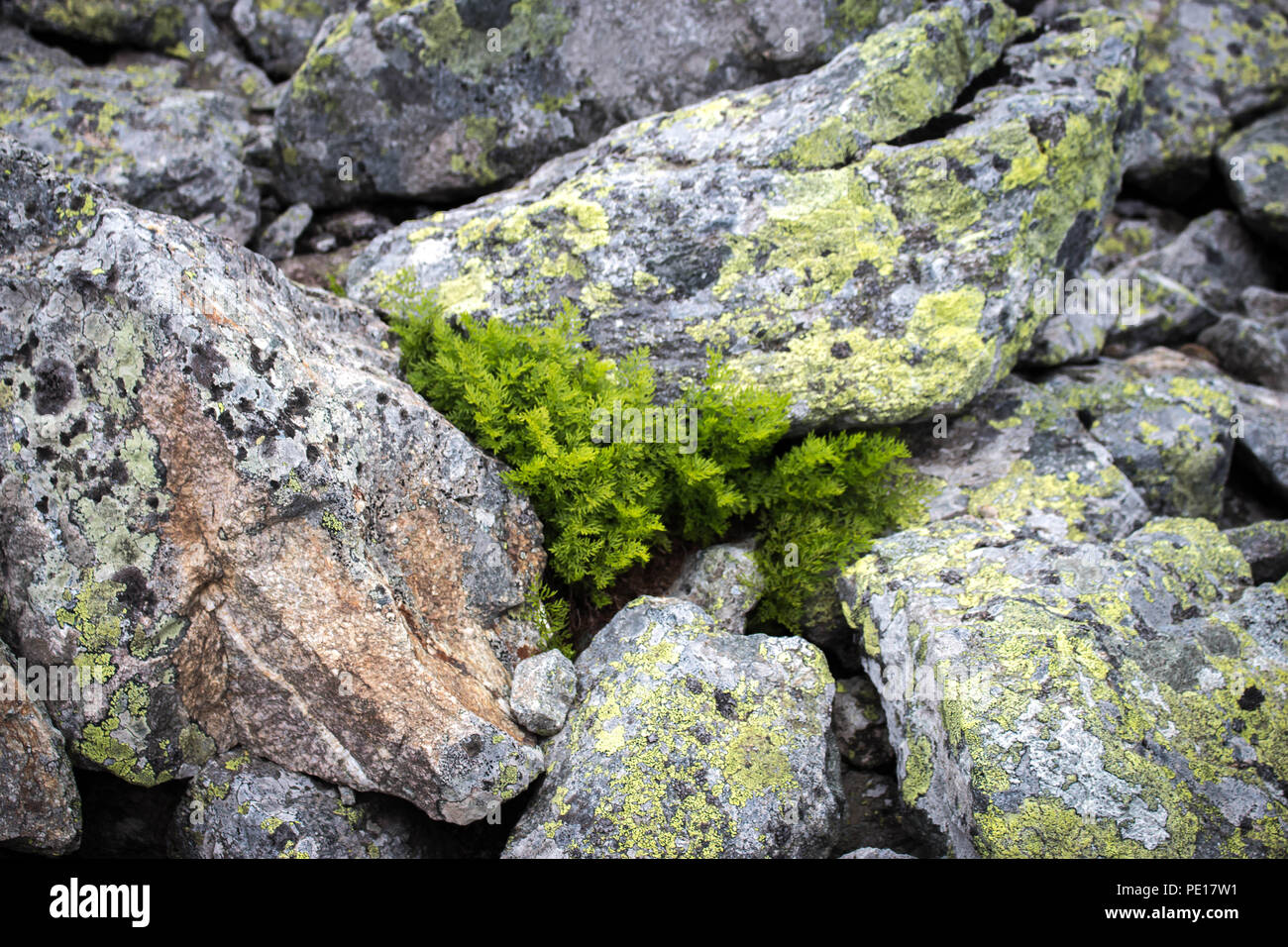 Parsley fern / Cryptogramma crispa between rocks on the Piribeg summit of Sharr mountain Stock Photo