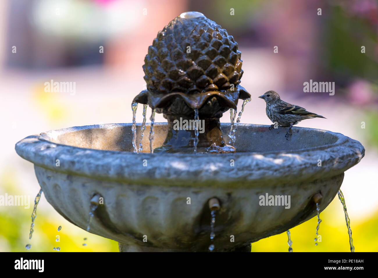Pine Siskin bird perched on backyard garden water fountain on a sunny day Stock Photo