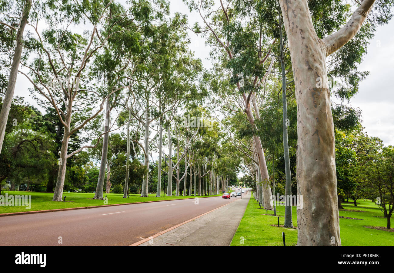 Avenue of australian gum trees, leading into Kings Park and Botanic Garden, in Perth, Western