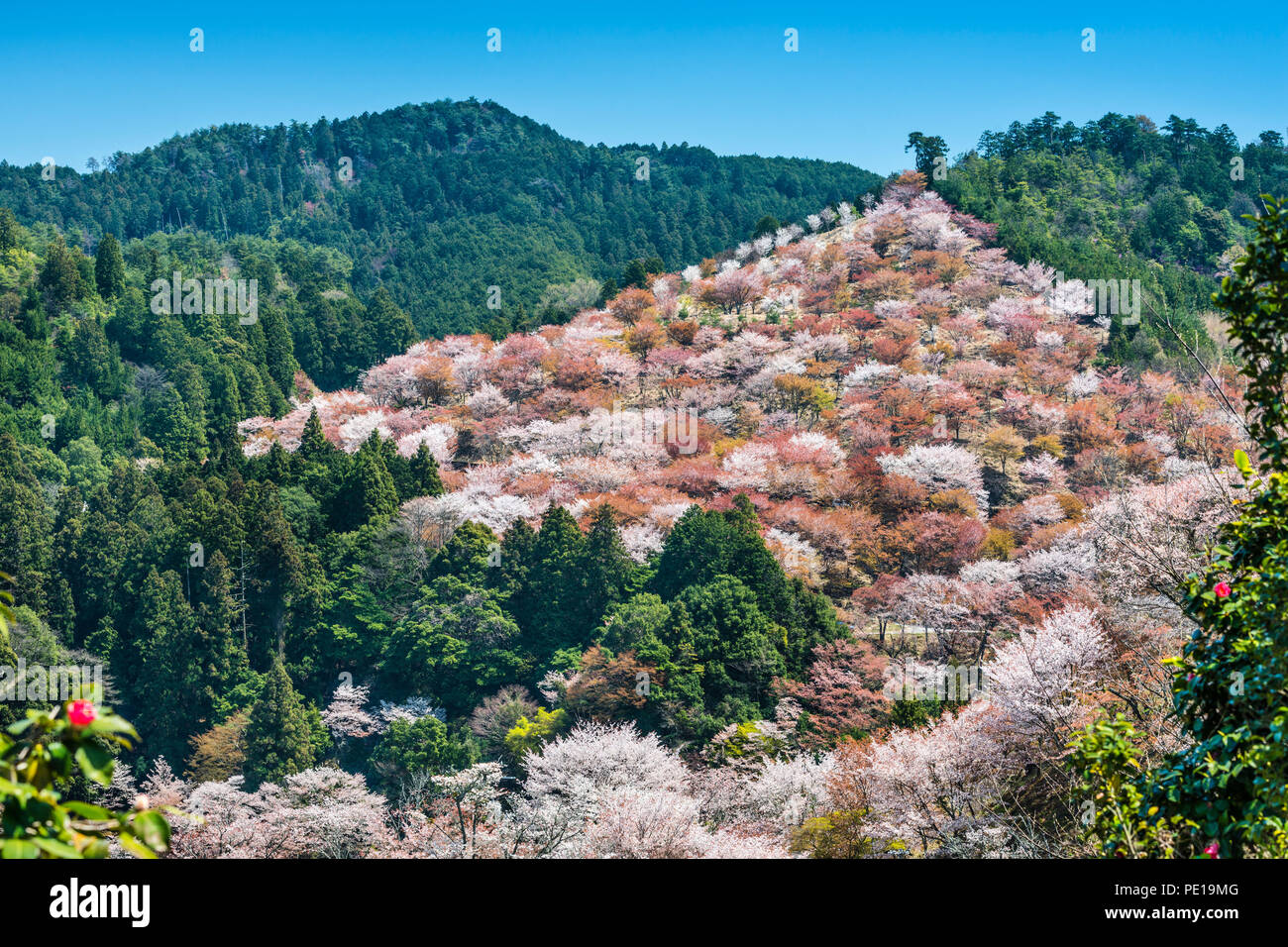 Yoshino, Japan cherry blossoms on the hillside Stock Photo