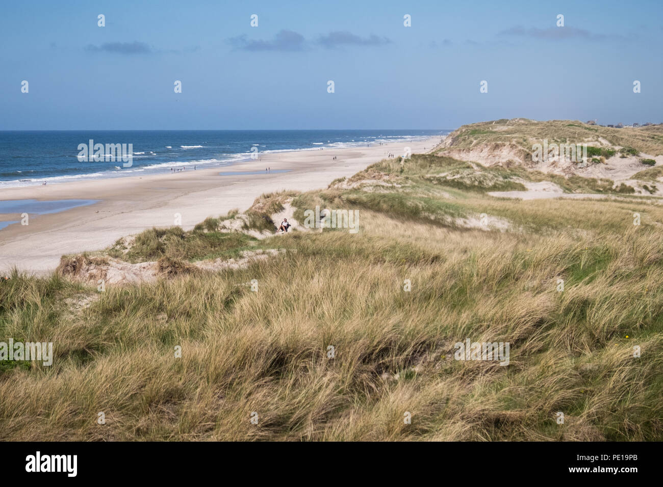 The coastline of Jutland near Husby in Denmark. This is the beach and dune area where Vesterhav Syd offshore wind farm export cables will meet the land near Søndervig on the Danish North Sea coast Stock Photo