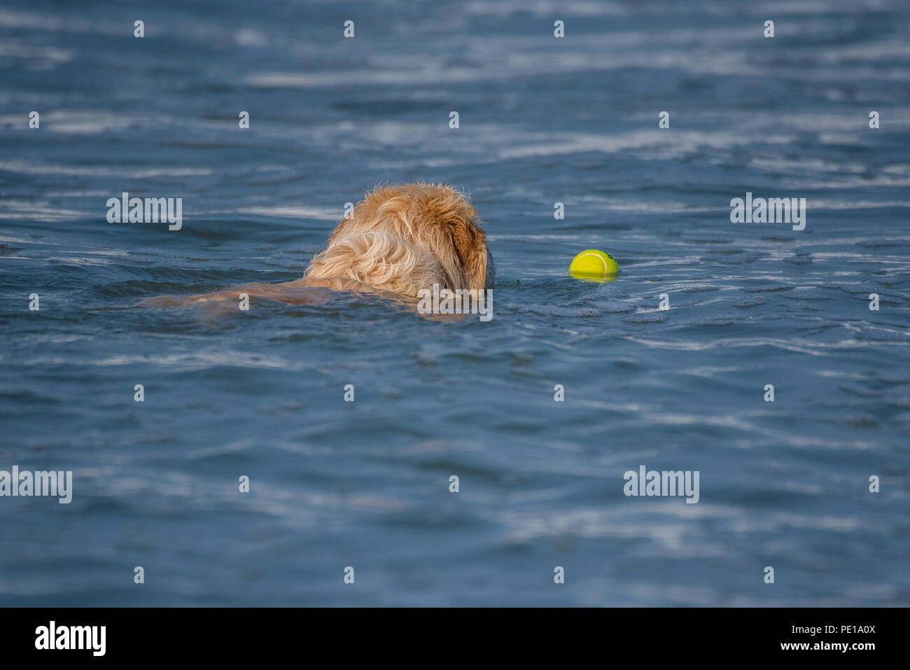 Experienced Golden Retriever swims out into ocean water to fetch floating tennis ball. Stock Photo