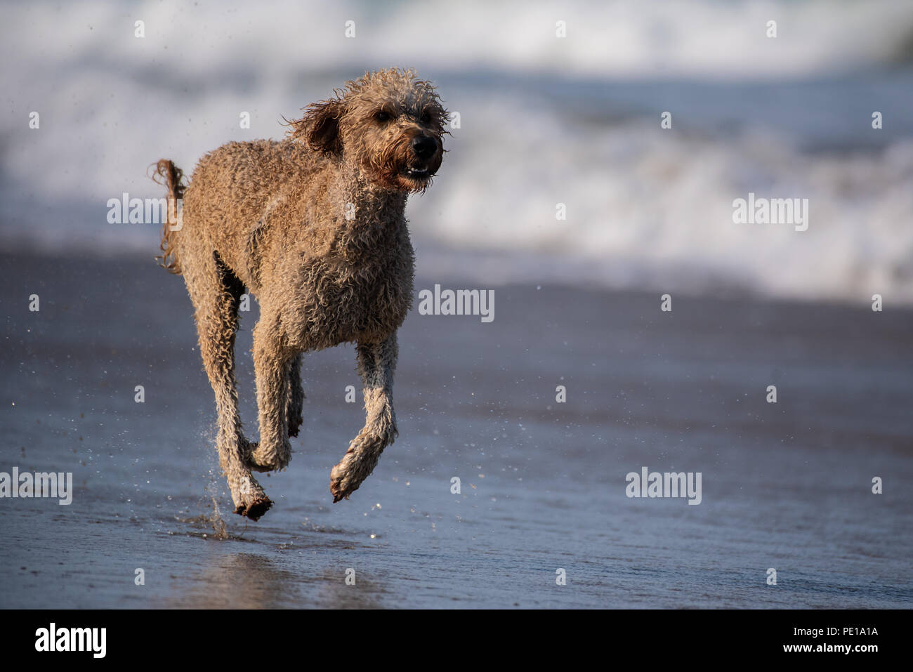 American standard poodle sales
