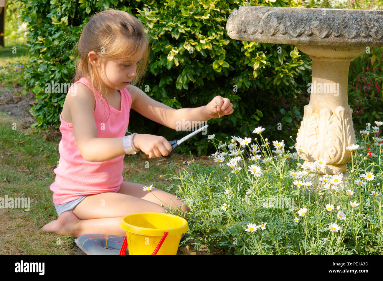 young girl child gardening cutting dead flowers, dead-heading, daisies, scissors, five years old, UK summer. Stock Photo