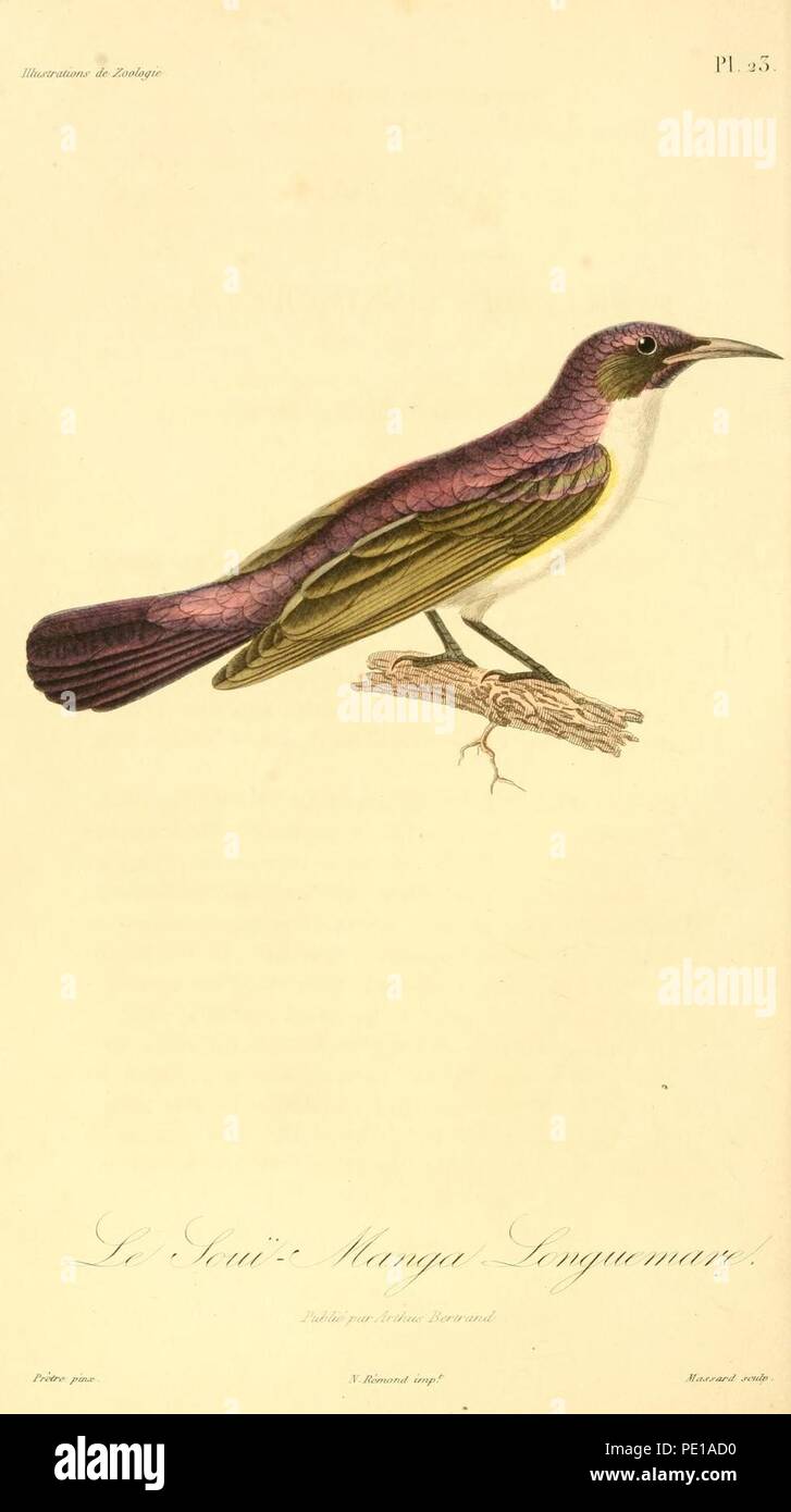 Anthreptes longuemarei 1831 Stock Photo Alamy