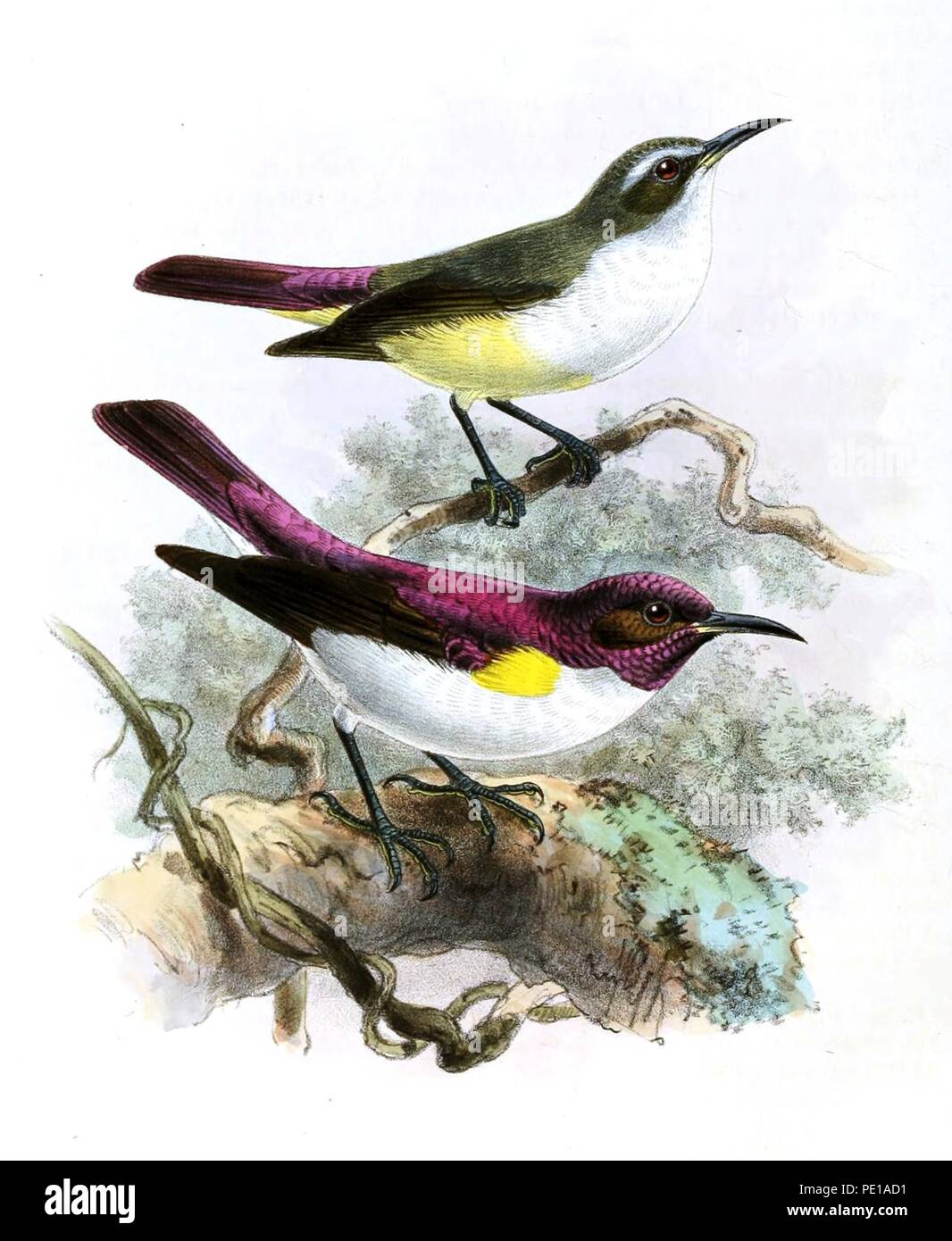 Anthreptes longuemarei Keulemans Stock Photo Alamy