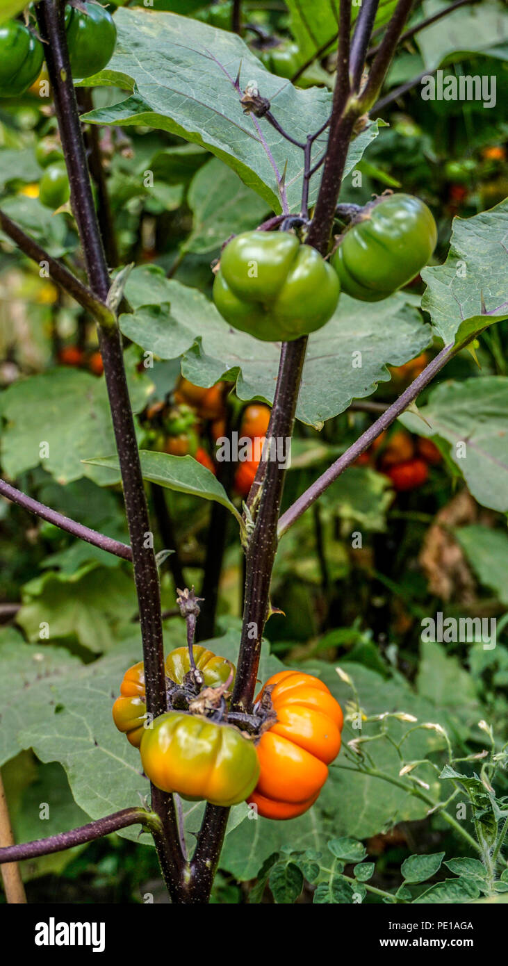 Red aubergine hires stock photography and images Alamy