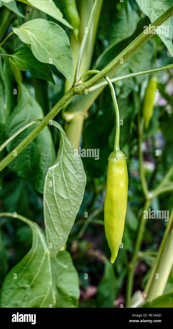 Green Aji Chili pepper 1. Stock Photo