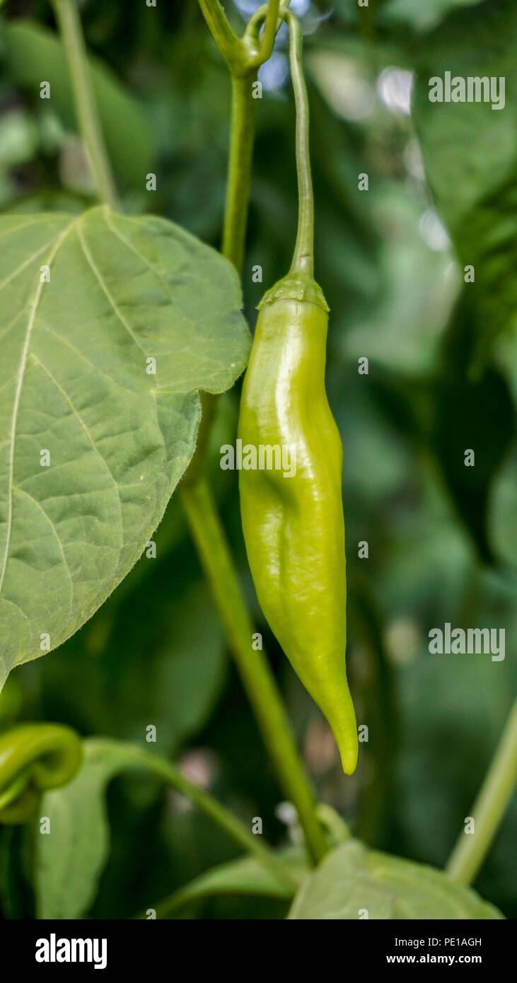 Green Aji Chili pepper 2. Stock Photo