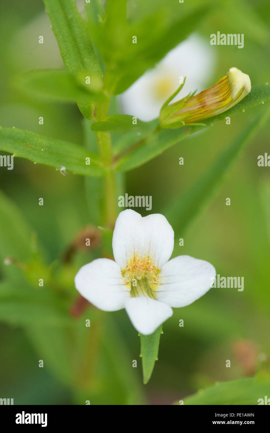 Hedge Hyssop, Water Snowflake, Gratiola officinalis, July Stock Photo