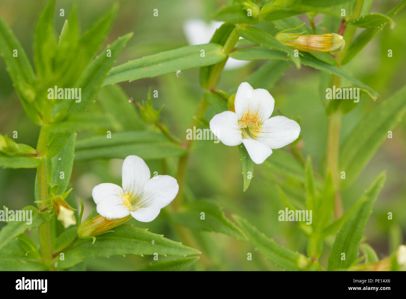 Hedge Hyssop, Water Snowflake, Gratiola officinalis, July Stock Photo