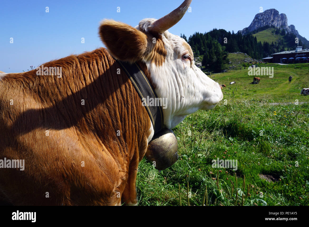 brown white spotted cow at meadow in summer sun Stock Photo