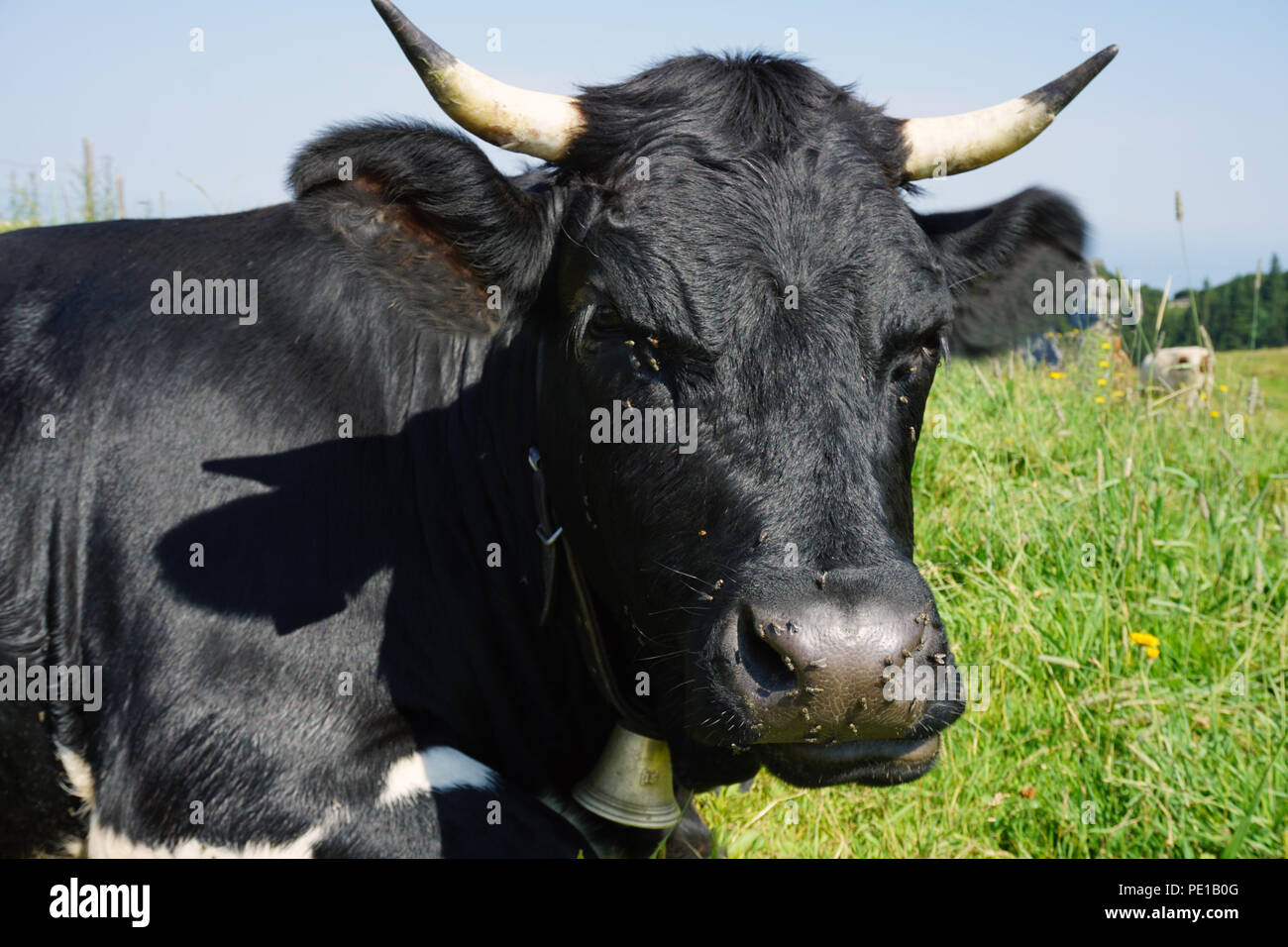 black cow in summer sun Stock Photo