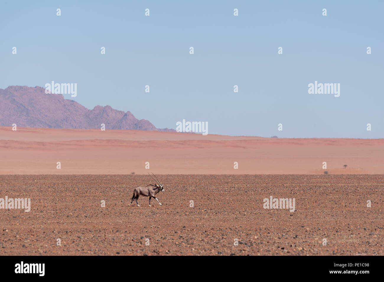 Running gemsbok antelope through open plains of african desert with red dunes in the background Stock Photo