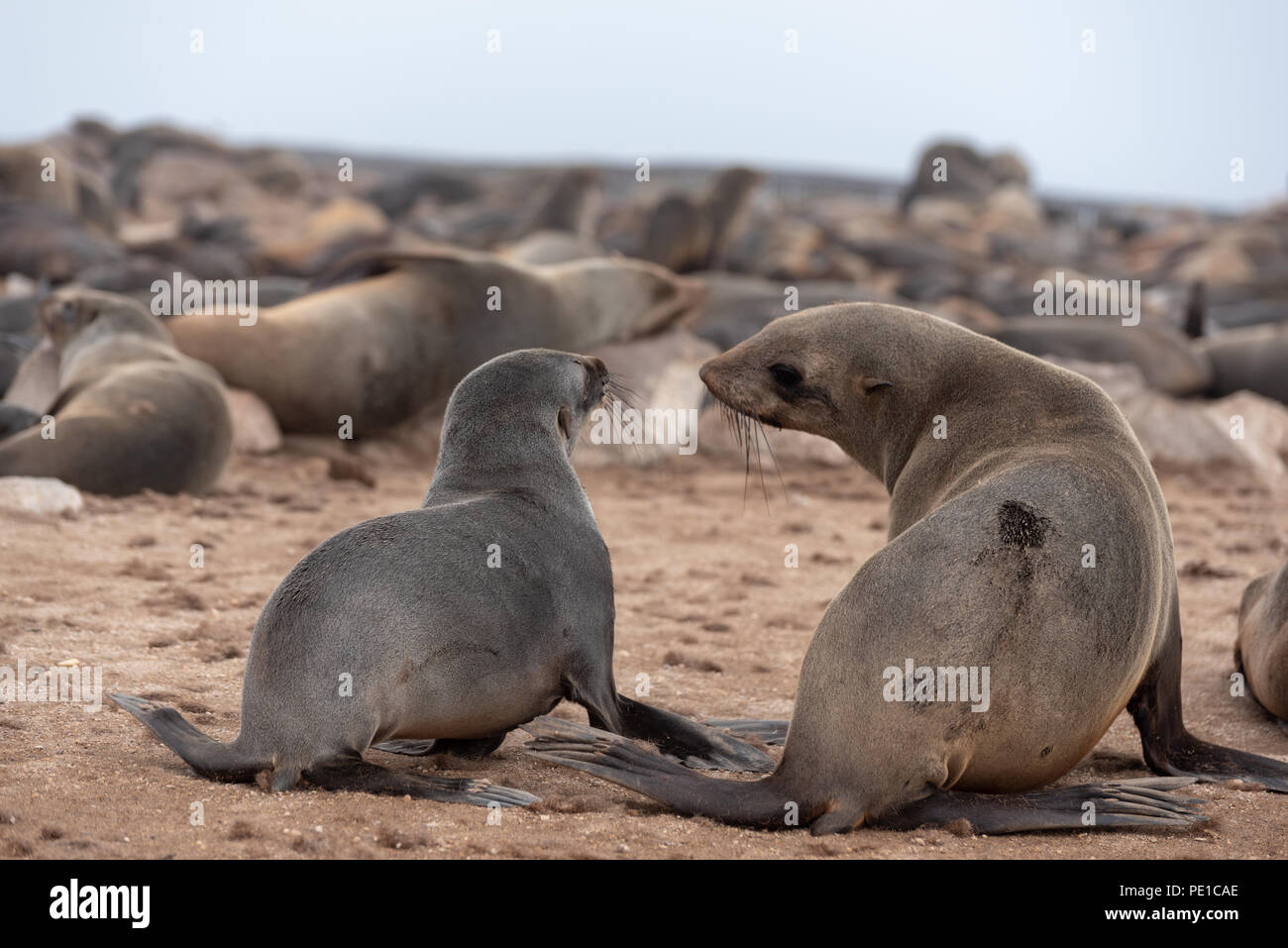 Baby seal with mother walking away Stock Photo