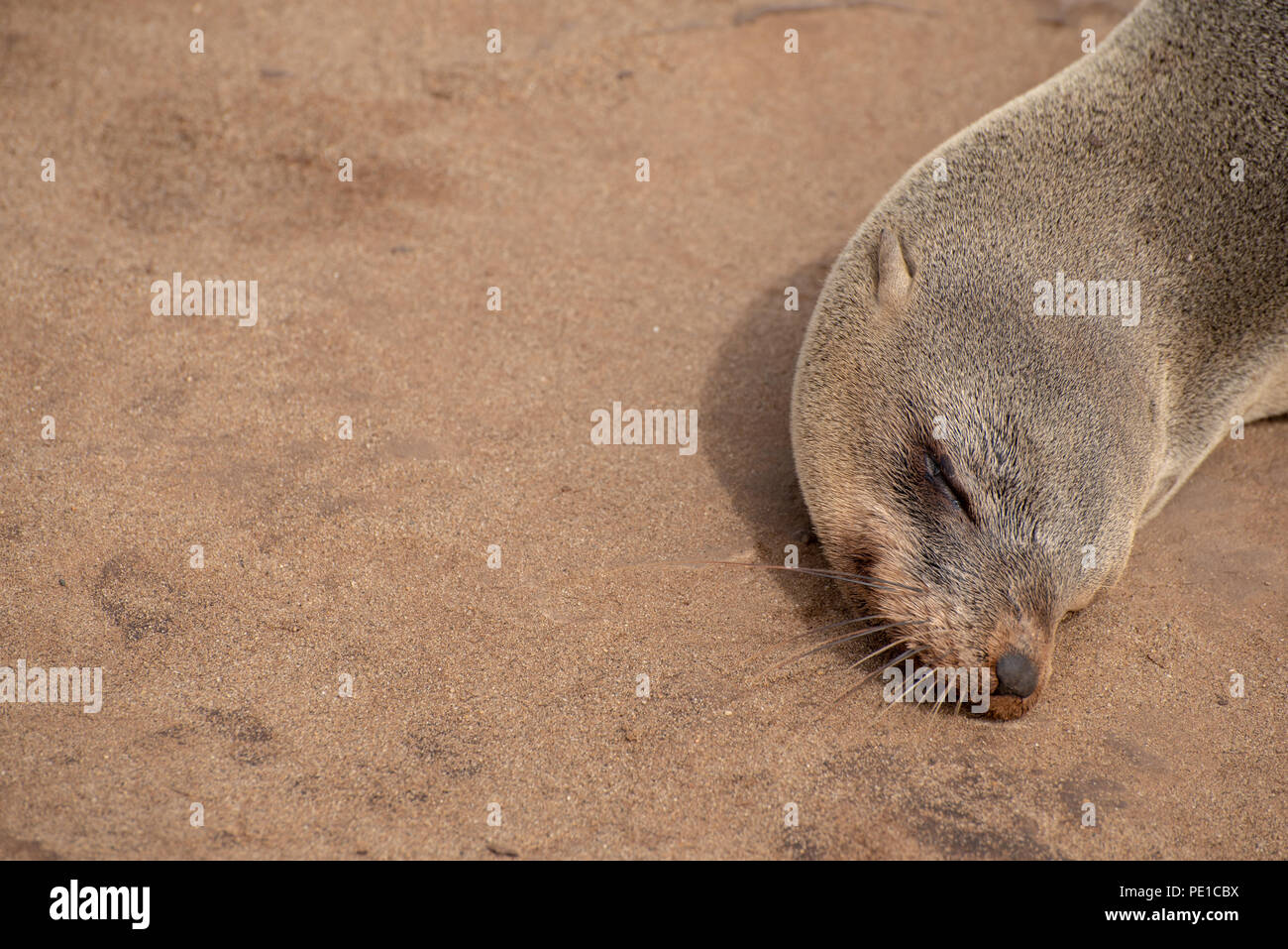 Sleeping seal on beach sand background with text space Stock Photo