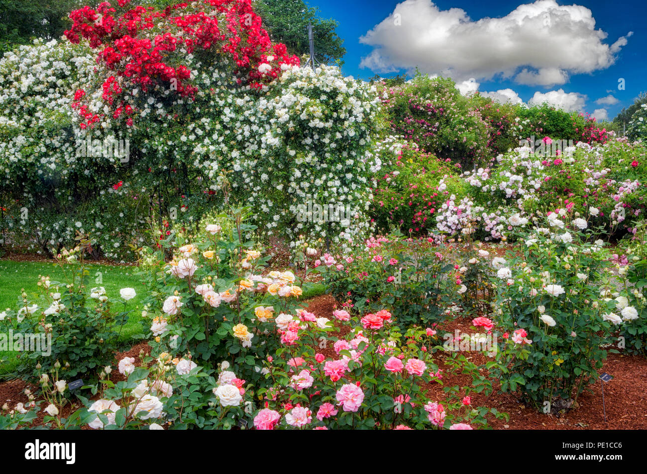 Display garden of roses at Heirloom Gardens, Oregon Stock Photo - Alamy