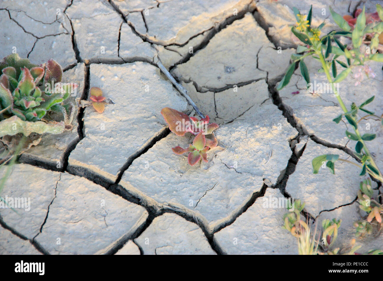 Dry and cracked soil at the Black's Beach near Torrey Pines and La Jolla in San Diego, Kalifornia, USA in 2013 Stock Photo