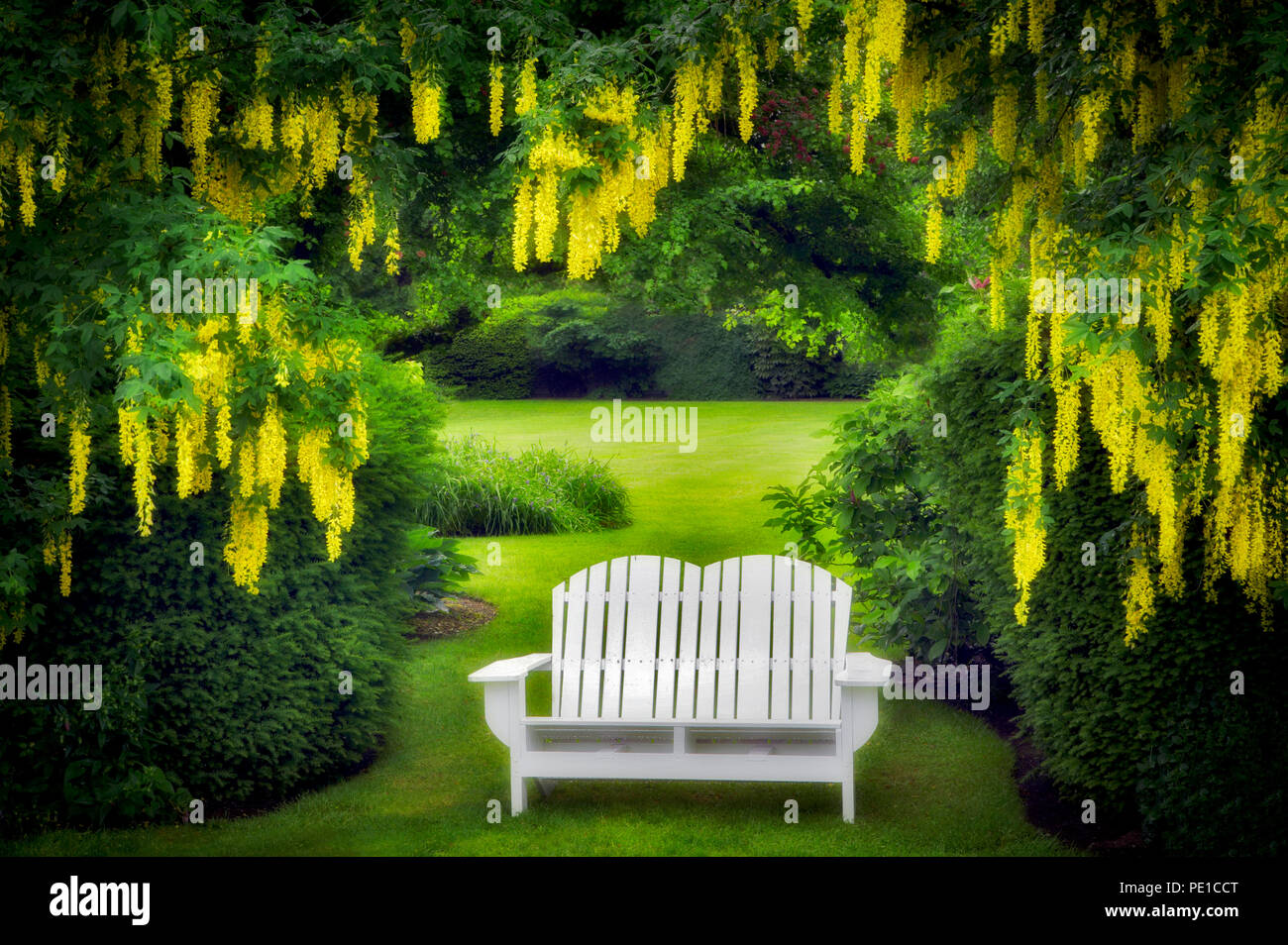 Bench and Golden Chain tree. Schreiner's Iris Gardens. Oregon Stock Photo