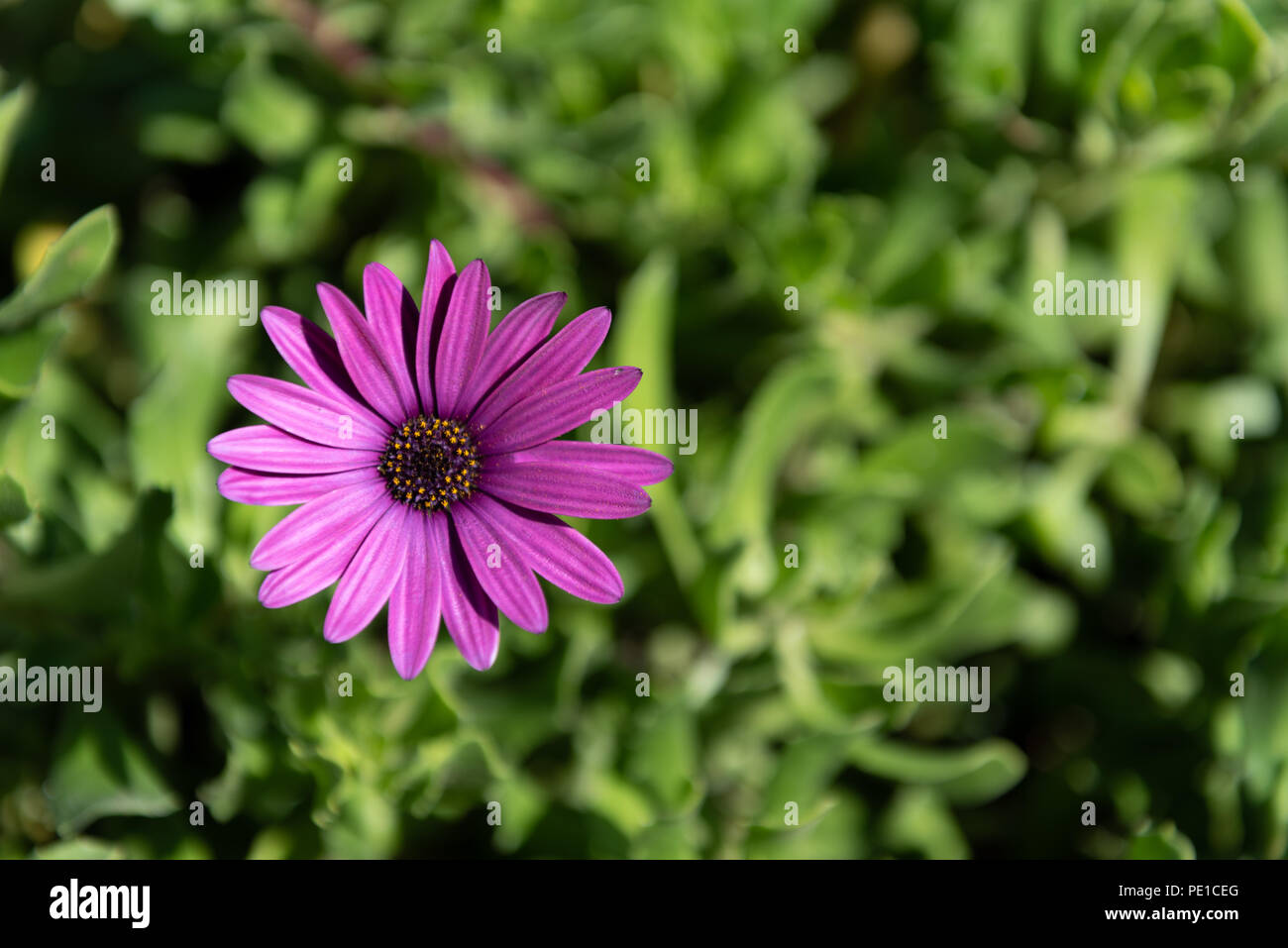 One beautiful purple african daisy flower on soft green background Stock Photo