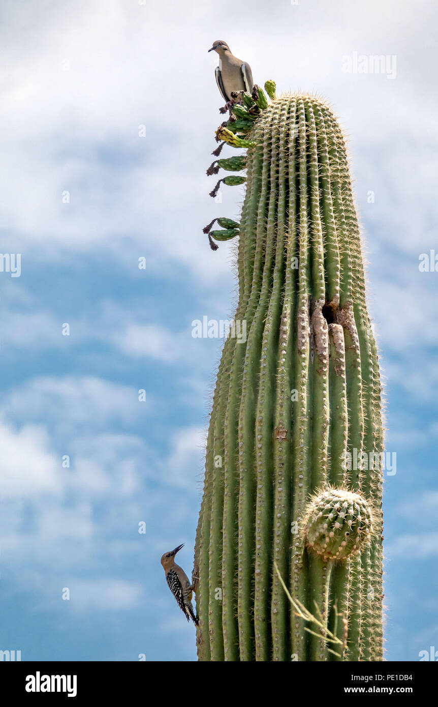 Saguaro Cactus with Birds n the Sonoran Desert Stock Photo