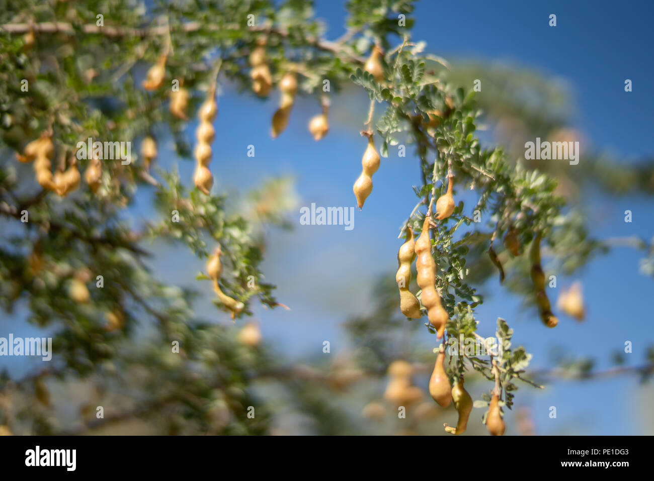 Sonoran Desert Ironwood Tree and Bean Pods Stock Photo