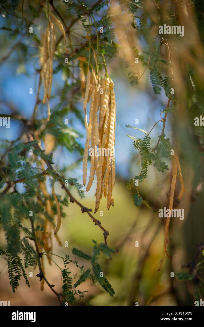 Edible Mesquite Beans on Tree in the Sonoran Desert Stock Photo Alamy