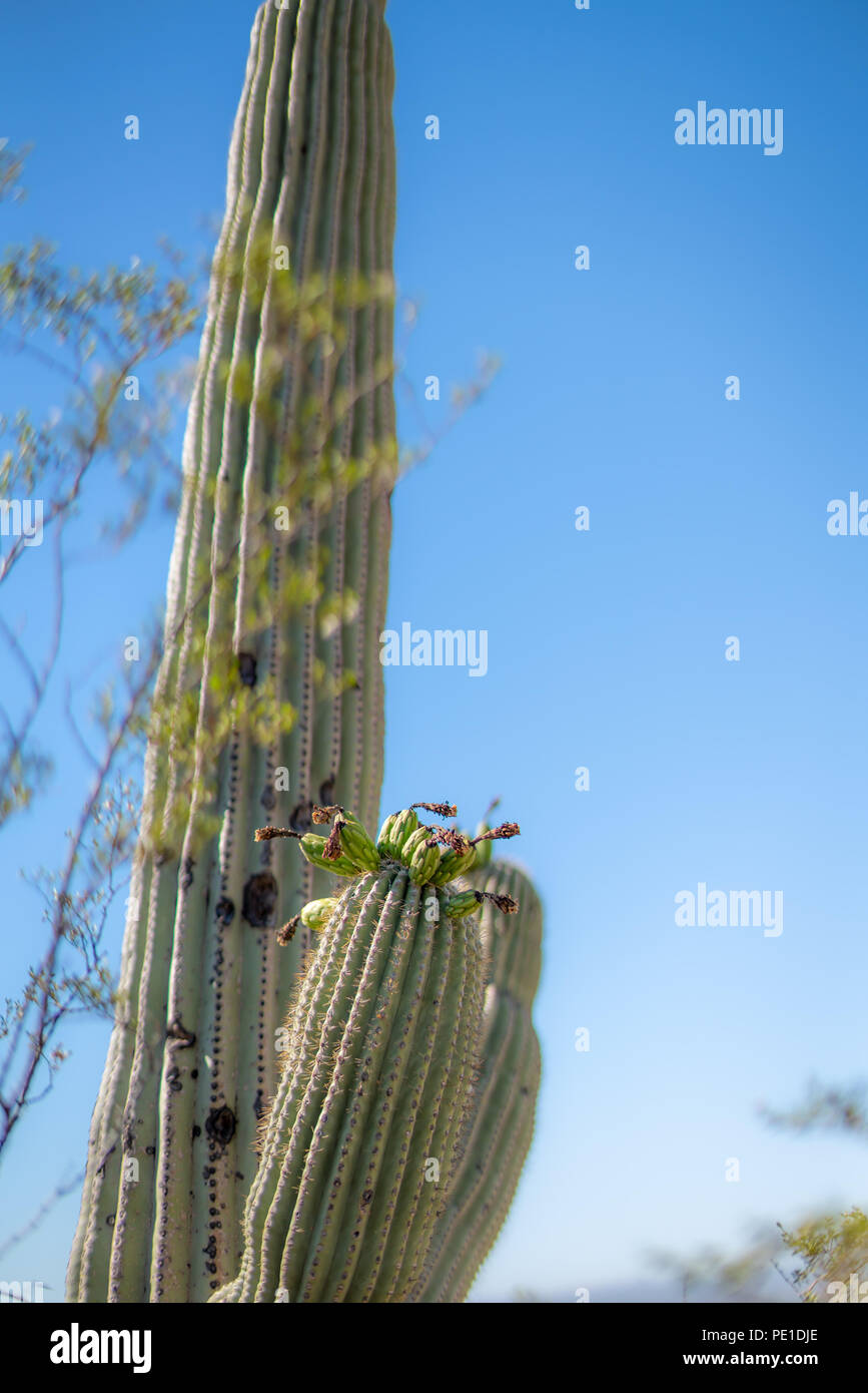 Saguaro Cactus Blossoms with White Flower and Fruit Stock Photo