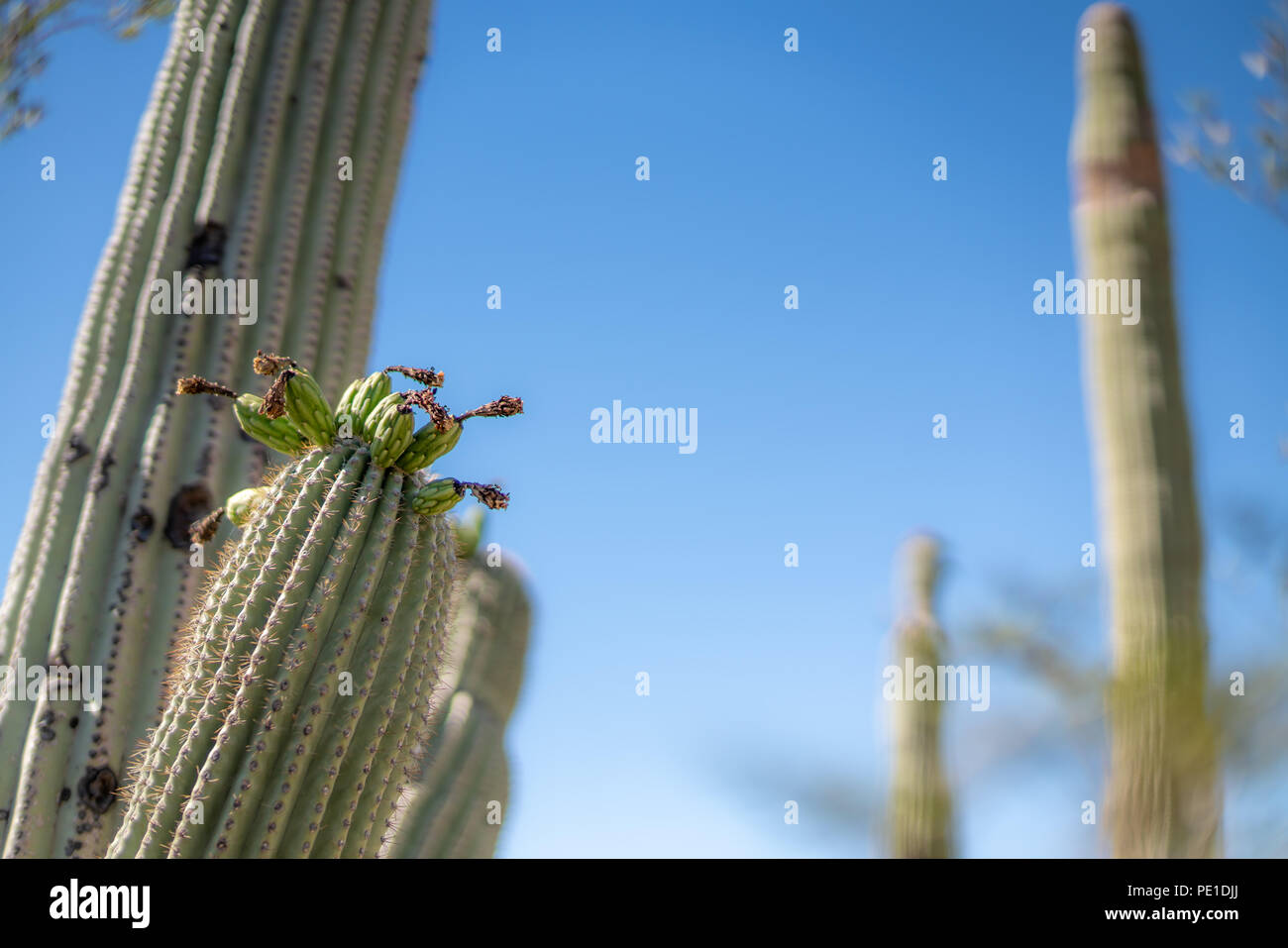 Saguaro Cactus Blossoms with White Flower and Fruit Stock Photo