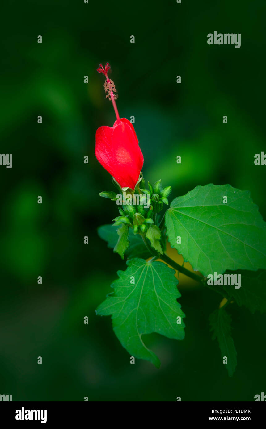 Mexican turk's cap flowers and green leaves. Stock Photo