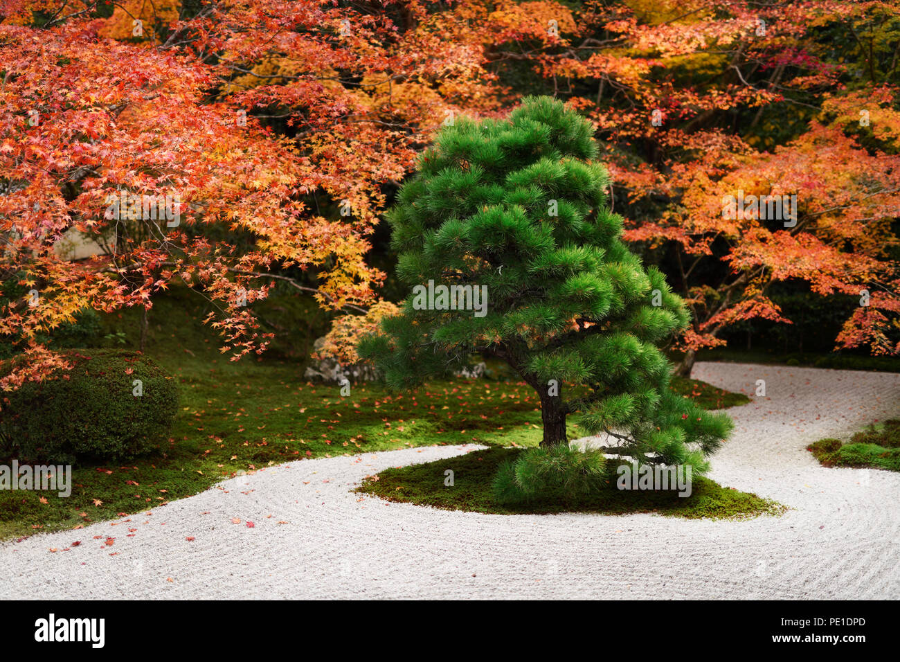 Japanese black pine tree, Pinus thunbergii, at Tenjuan Temple Zen Garden in colorful fall scenery, Nanzen-ji complex, Kyoto, Japan 2017 Stock Photo