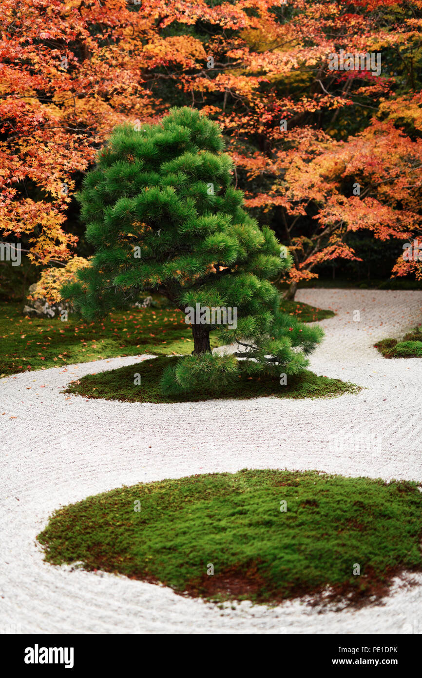 Japanese black pine tree, Pinus thunbergii, at Tenjuan Temple Garden in autumn scenery, Nanzen-ji complex, Kyoto, Japan 2017 Stock Photo