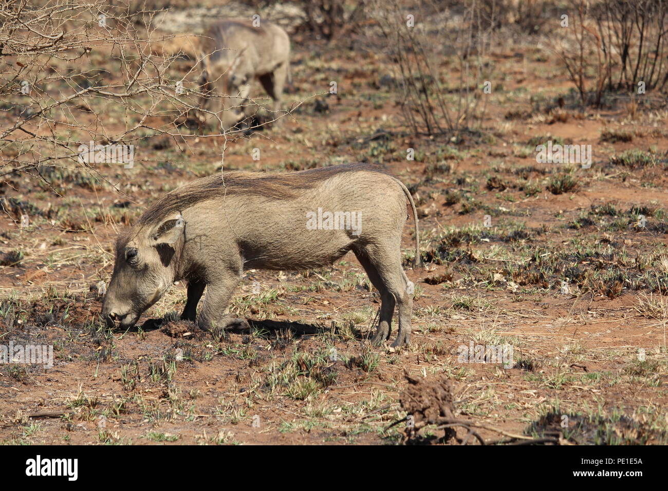 African Warthog scavenging for grubs, Pilanesberg Stock Photo