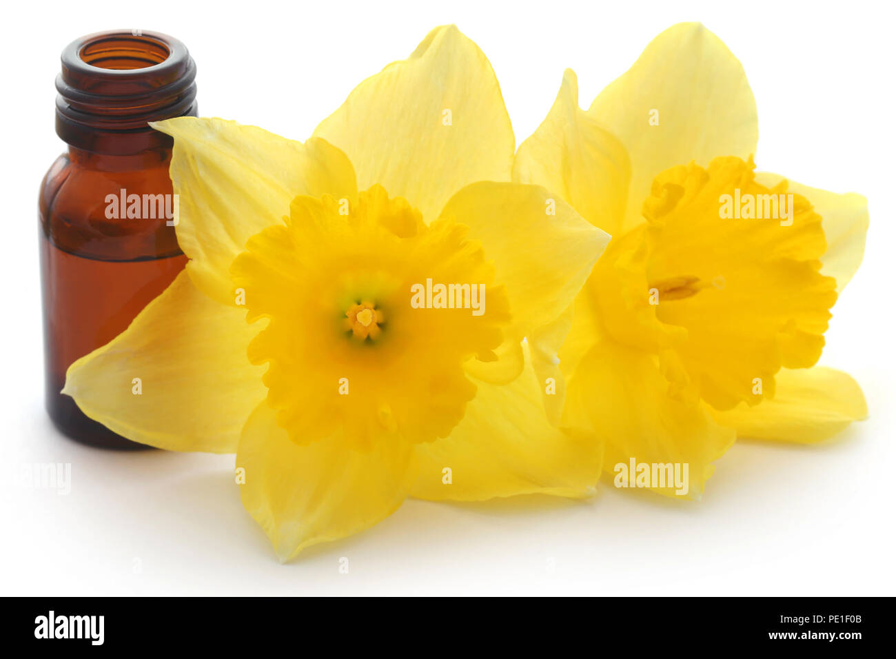 Flower daffodil with essential oil in a glass bottle over white