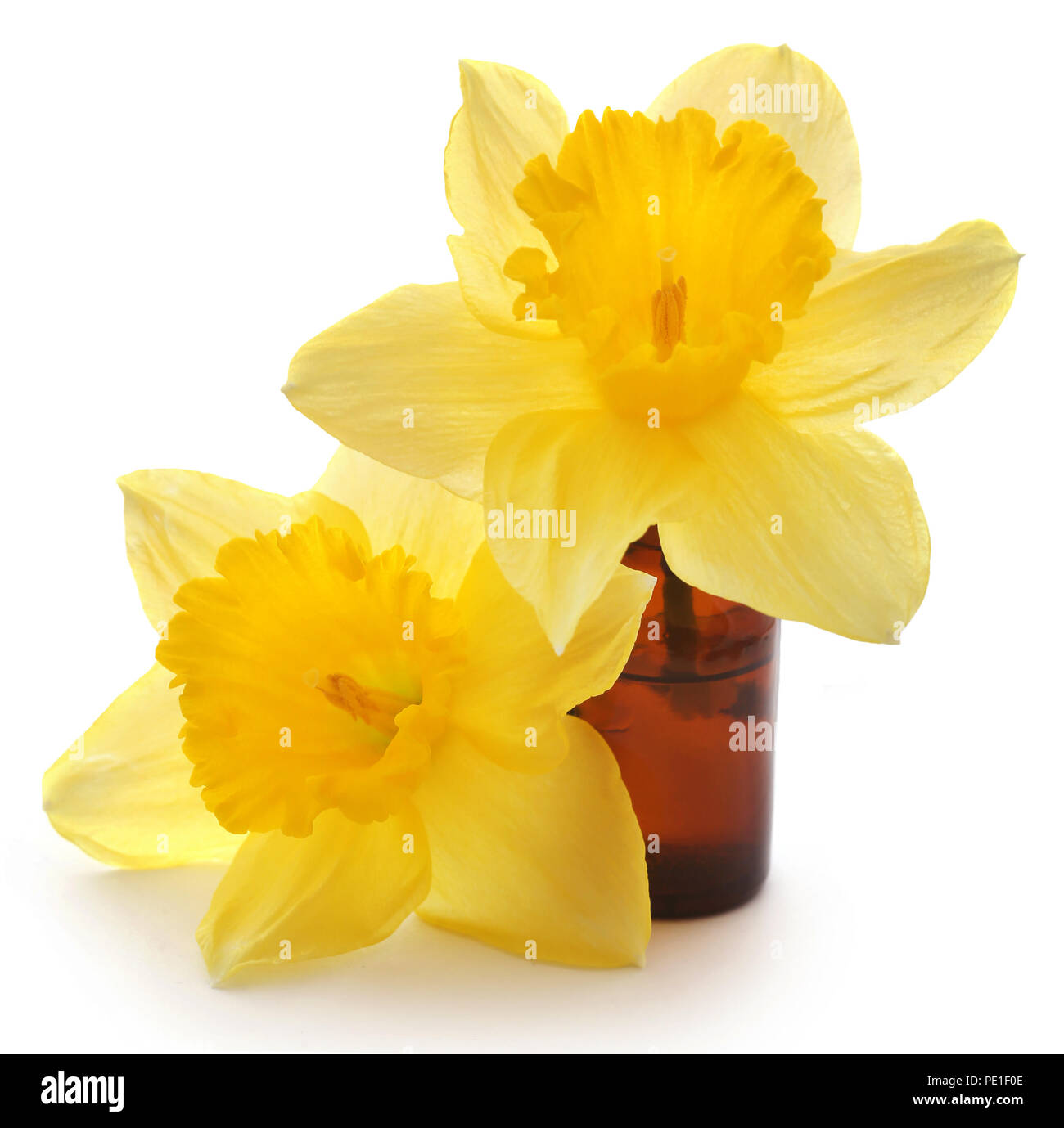 Flower daffodil with essential oil in a glass bottle over white background Stock Photo Alamy