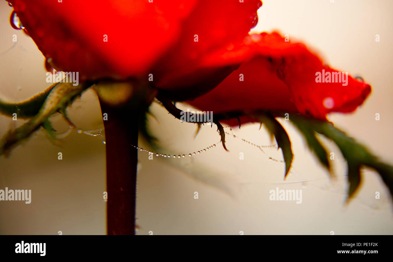 rose is the most common and popular flower in the world Stock Photo Alamy