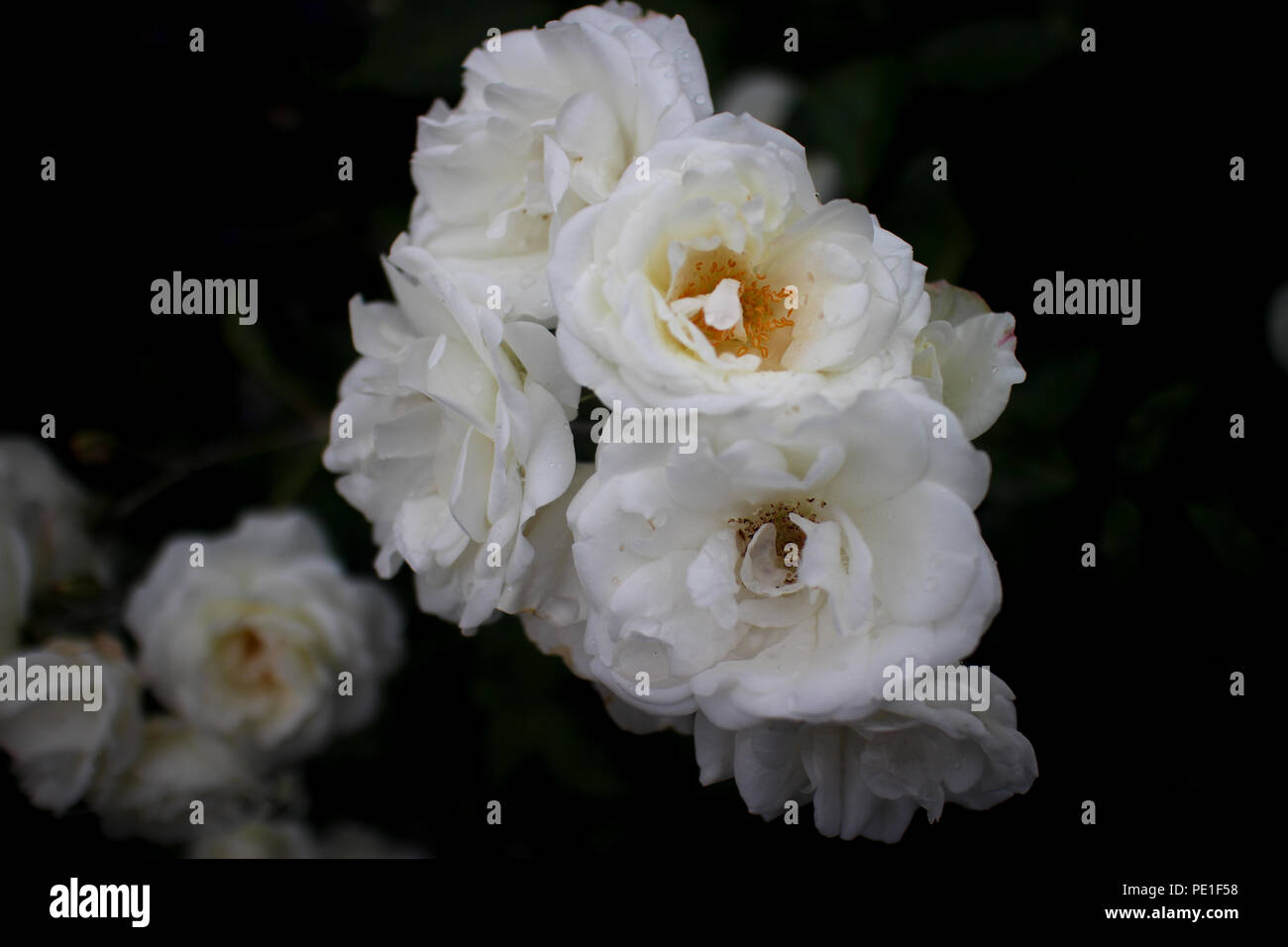 rose is the most common and popular flower in the world Stock Photo Alamy
