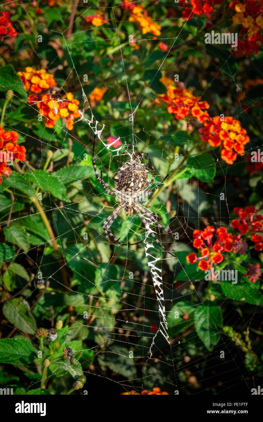 Female Lobed Agiope spider waiting on her web with stabilimentum clearly visible Stock Photo