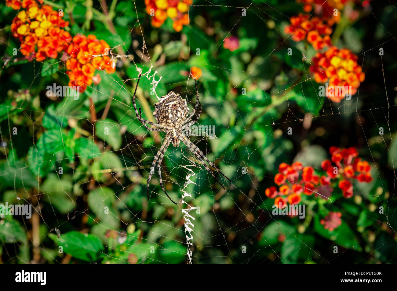 Female Lobed Agiope spider waiting on her web with stabilimentum clearly visible Stock Photo