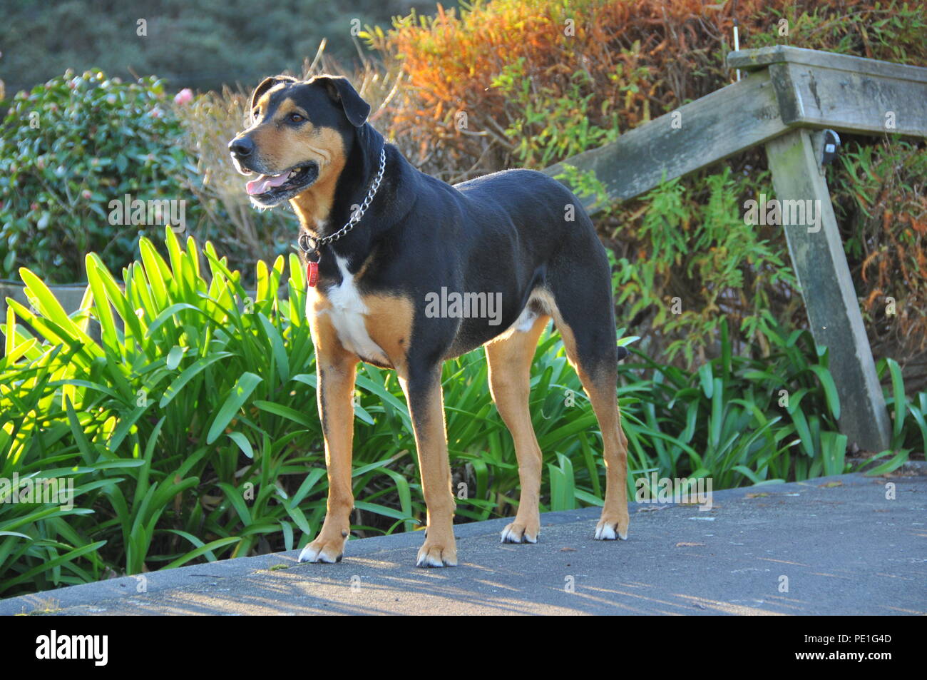 A young Huntaway dog on a lifestyle property Stock Photo