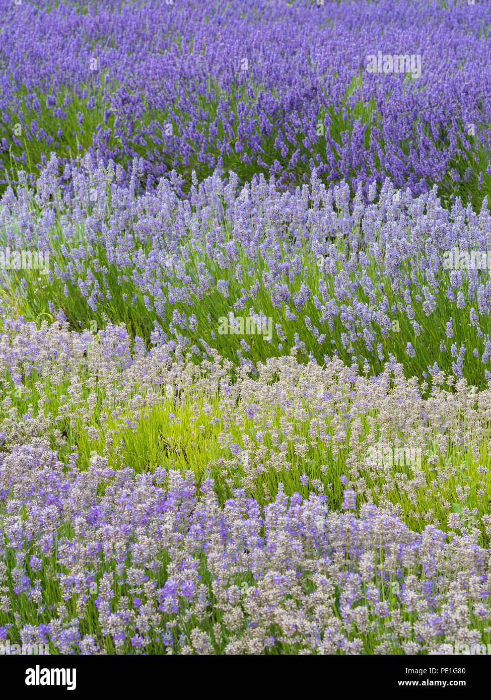 Lavender britain hires stock photography and images Alamy