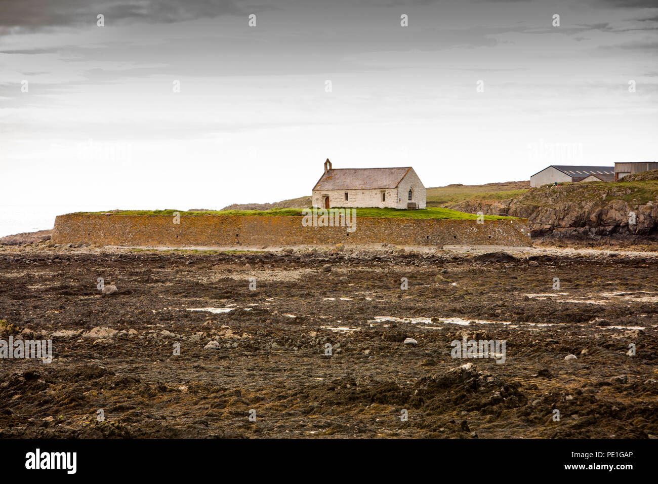 UK, Wales, Anglesey, Aberffraw, St Cwyfan's Church, on Cribinau Island surrounded by sea wall at low tide Stock Photo